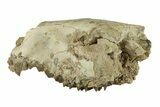 Partial Oreodont (Merycoidodon) Upper Skull - South Dakota #270136-1